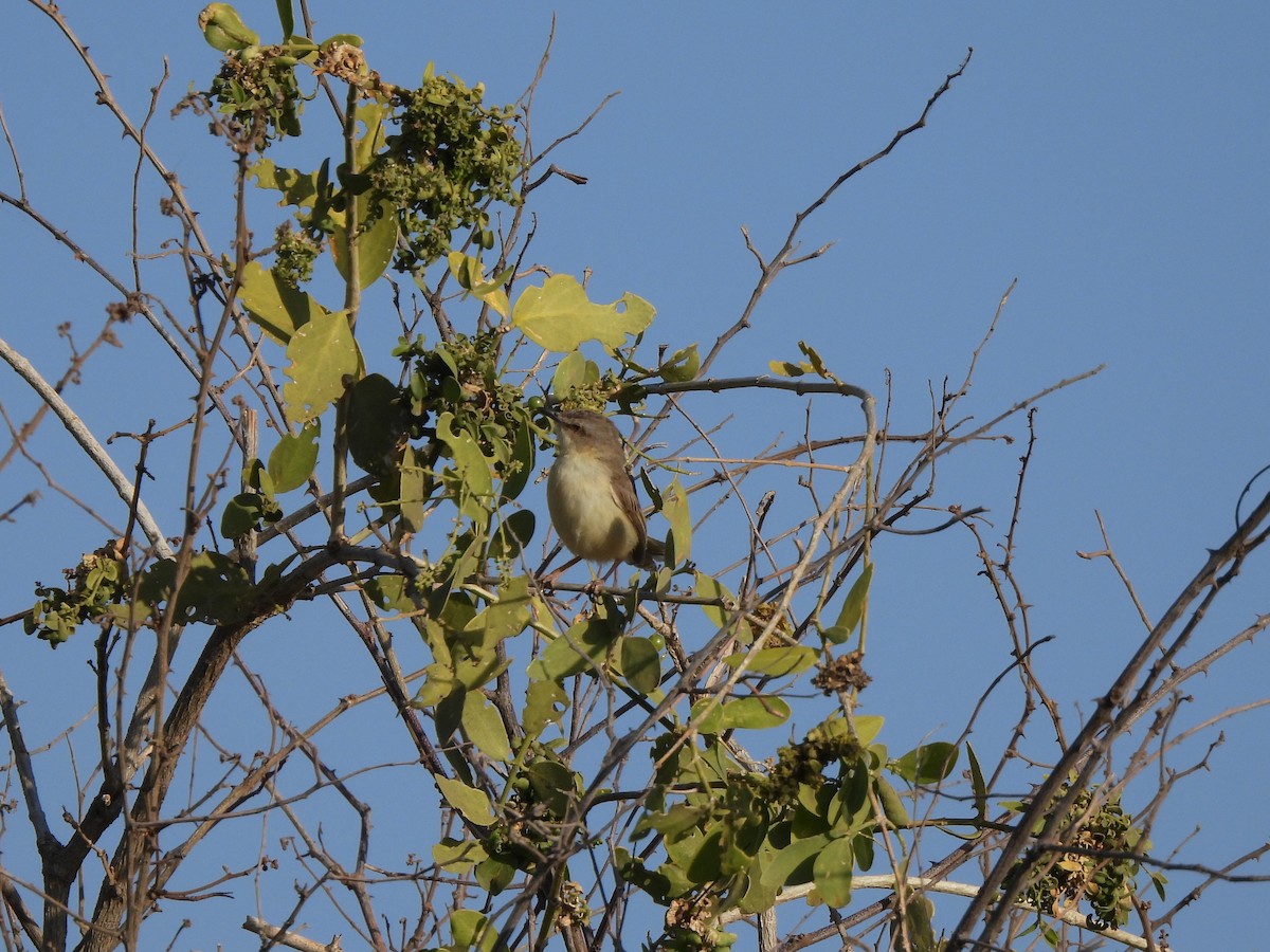 Tawny-flanked Prinia - ML650674378