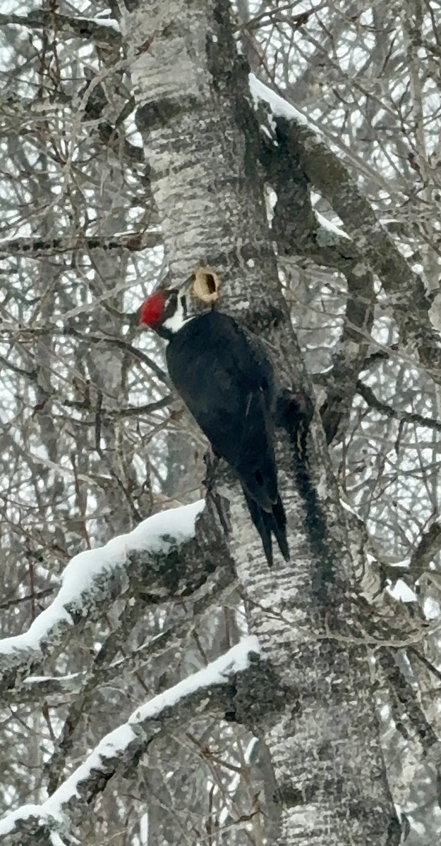 Helmspecht - ML650674449