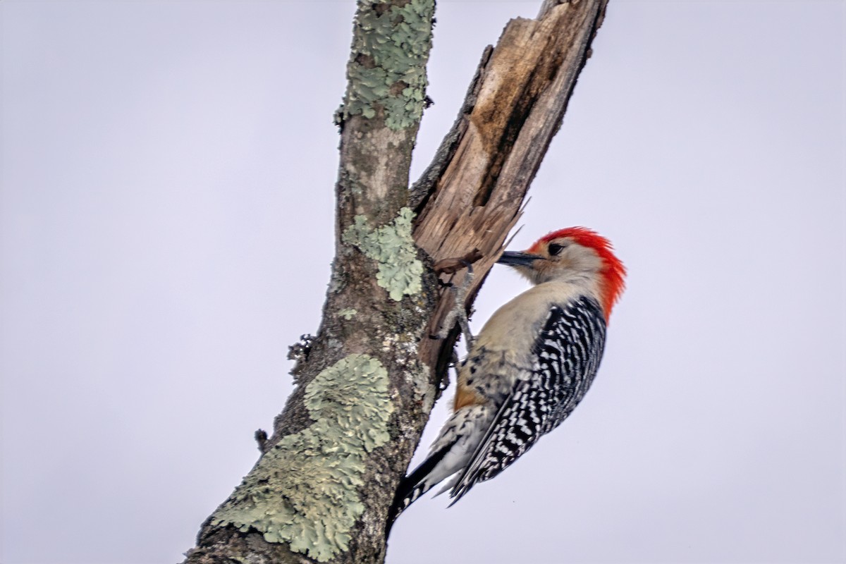 Гіла каролінська - ML650674450