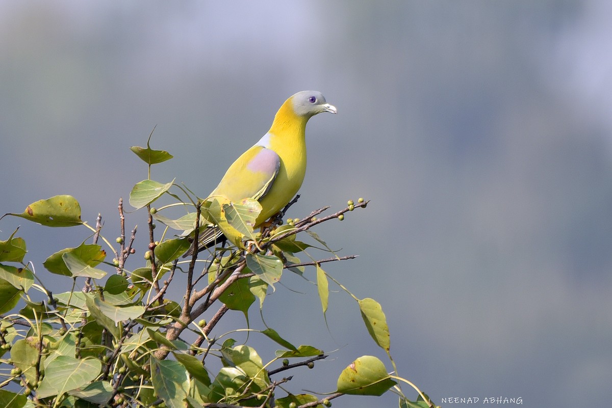 Желтоногий зелёный голубь - ML650674551