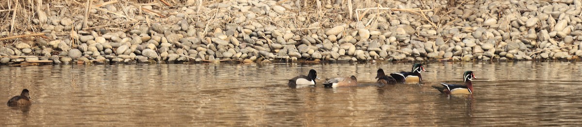 brudeand - ML650674829