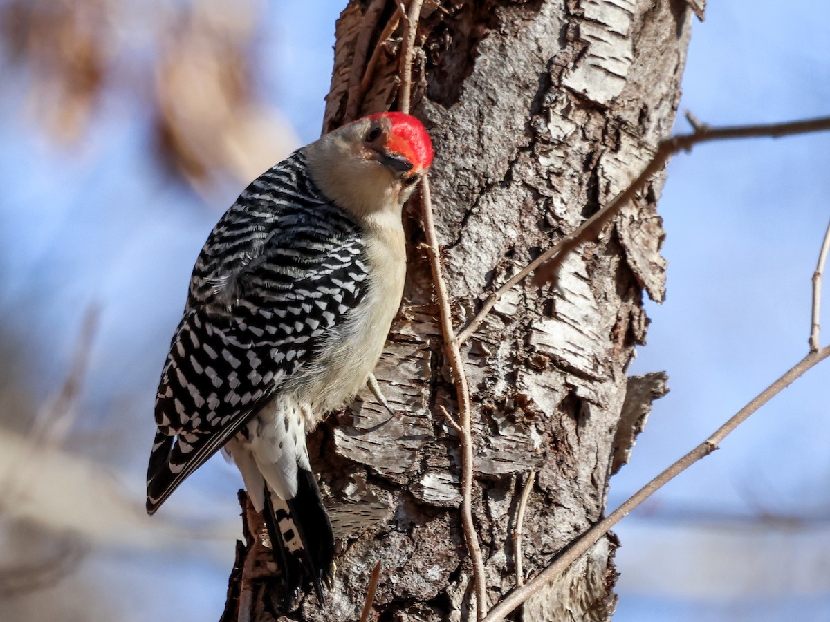 Гіла каролінська - ML650674871