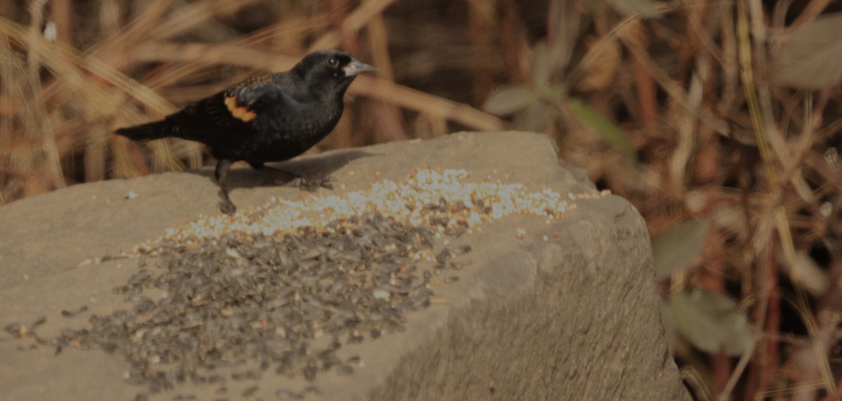 rødvingetrupial - ML650675185