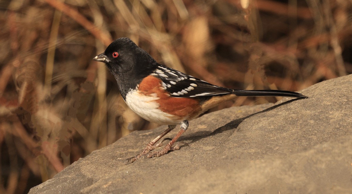 flekktovi - ML650675211