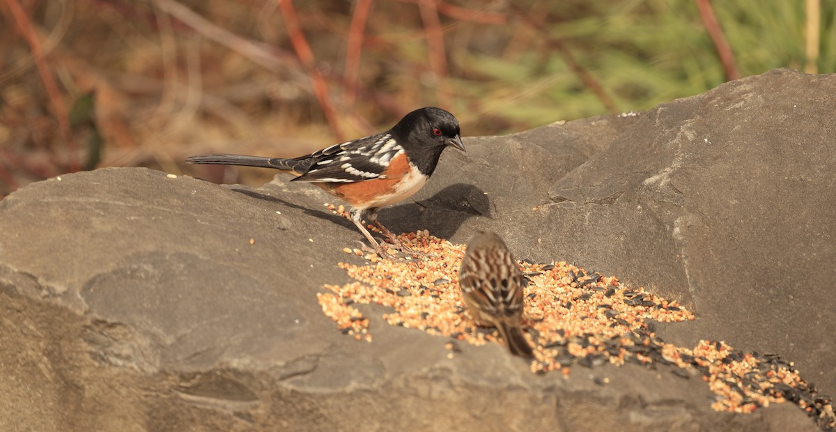 flekktovi - ML650675232