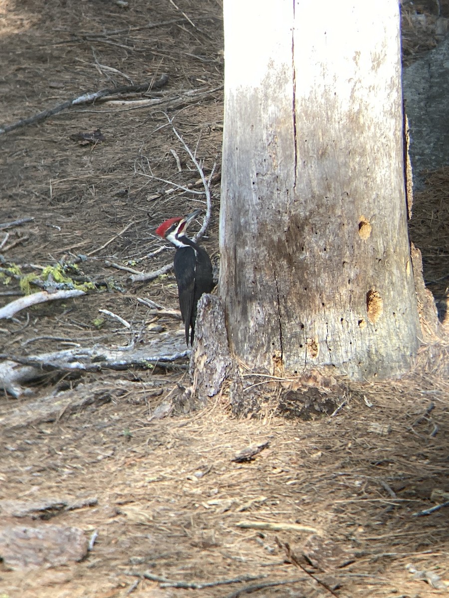 Helmspecht - ML650675249