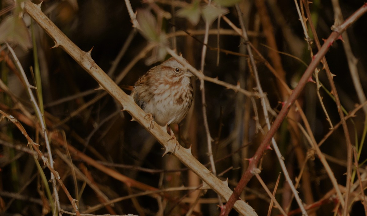 sangspurv - ML650675255