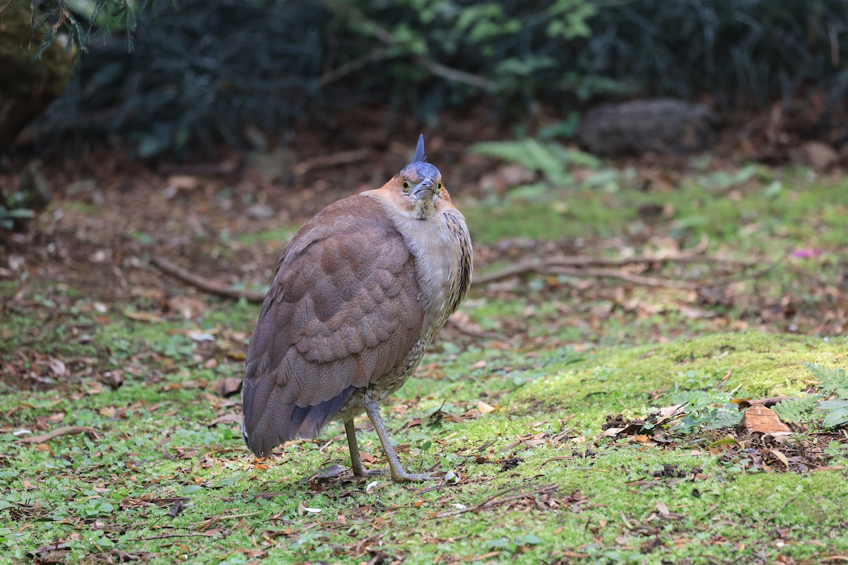 Malayan Night Heron - ML650675266