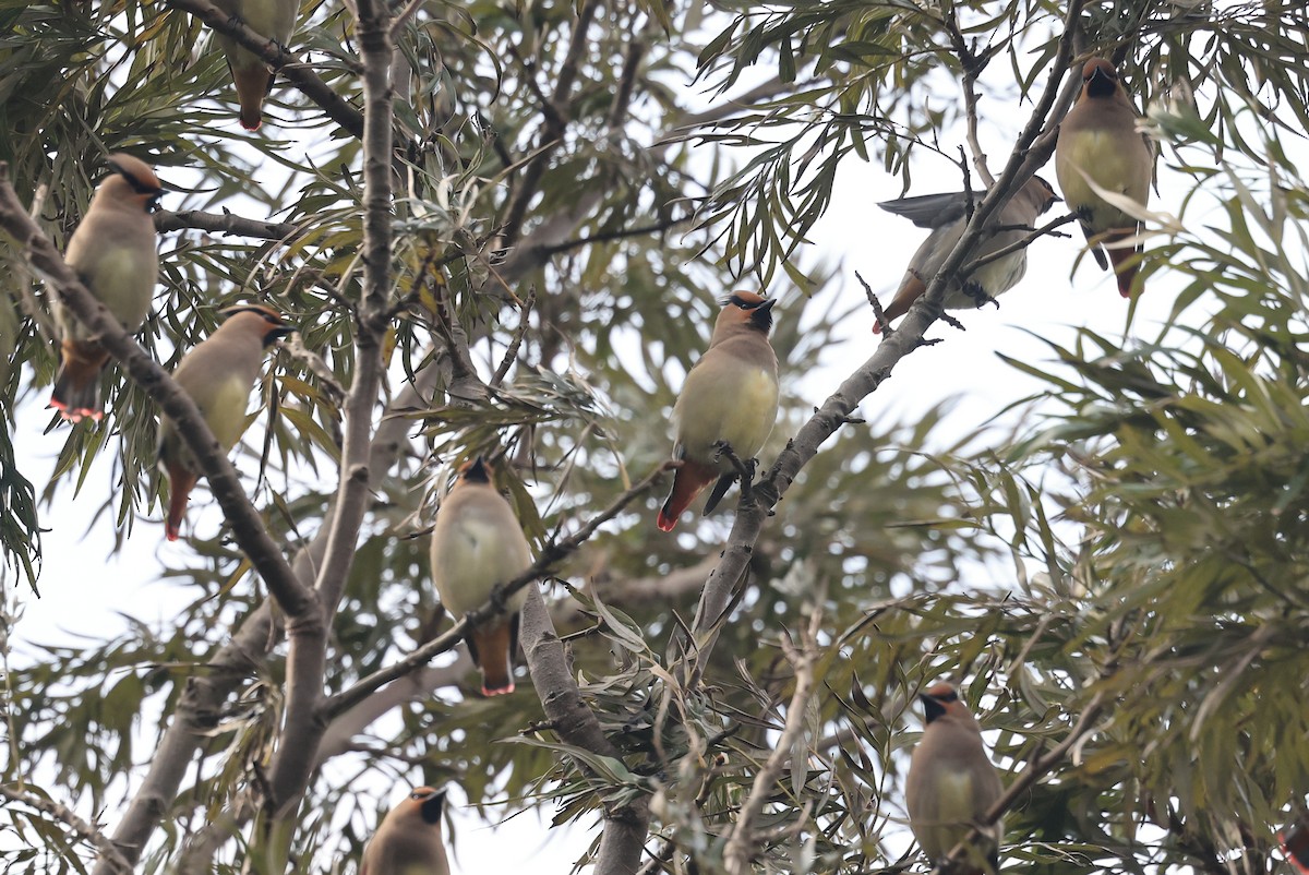 Japanese Waxwing - ML650675279