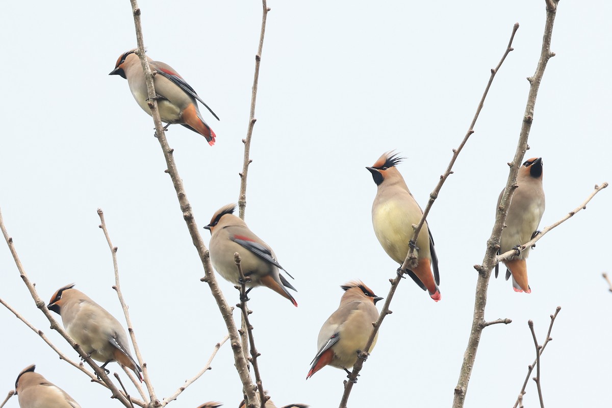 Japanese Waxwing - ML650675280