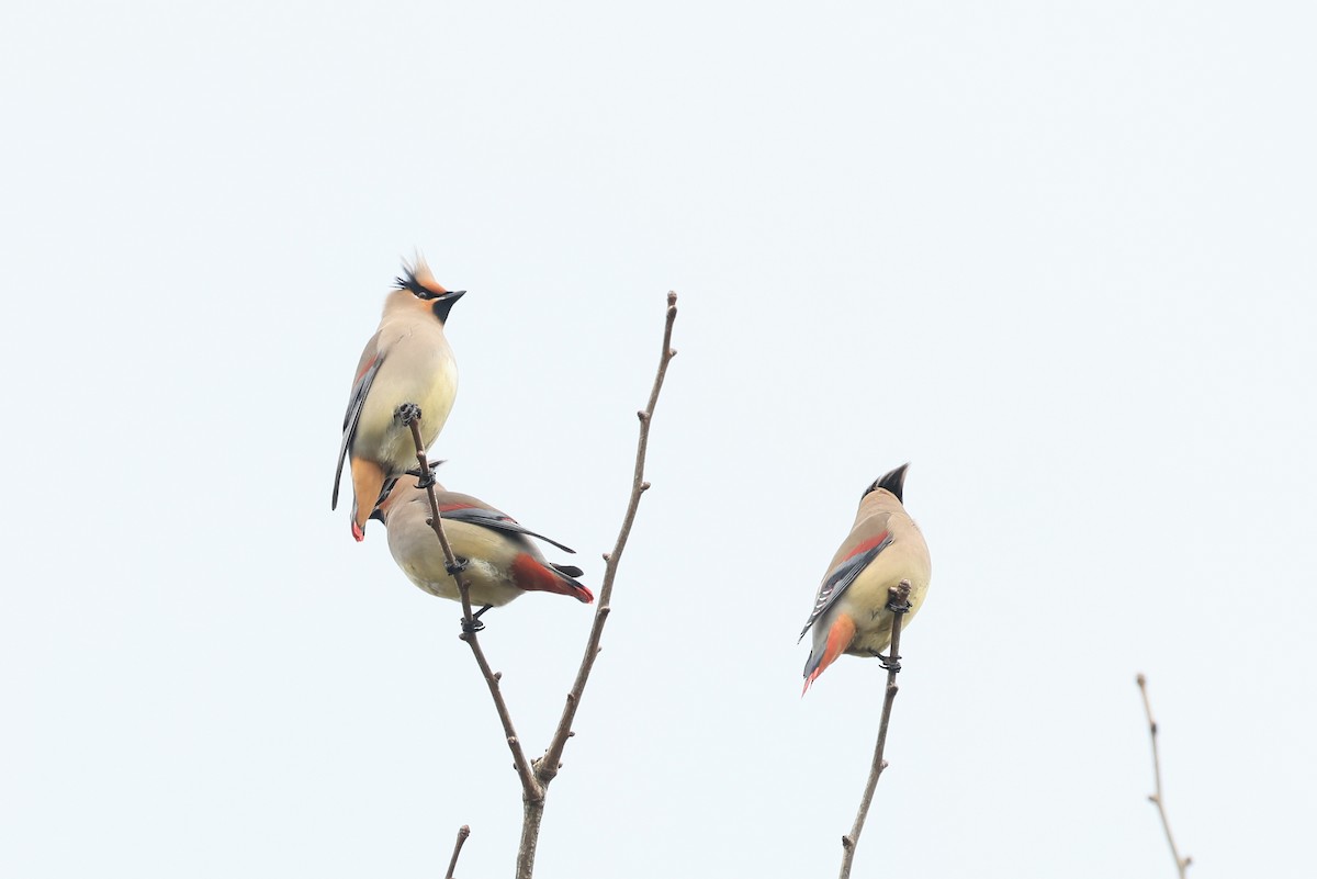 Japanese Waxwing - ML650675282