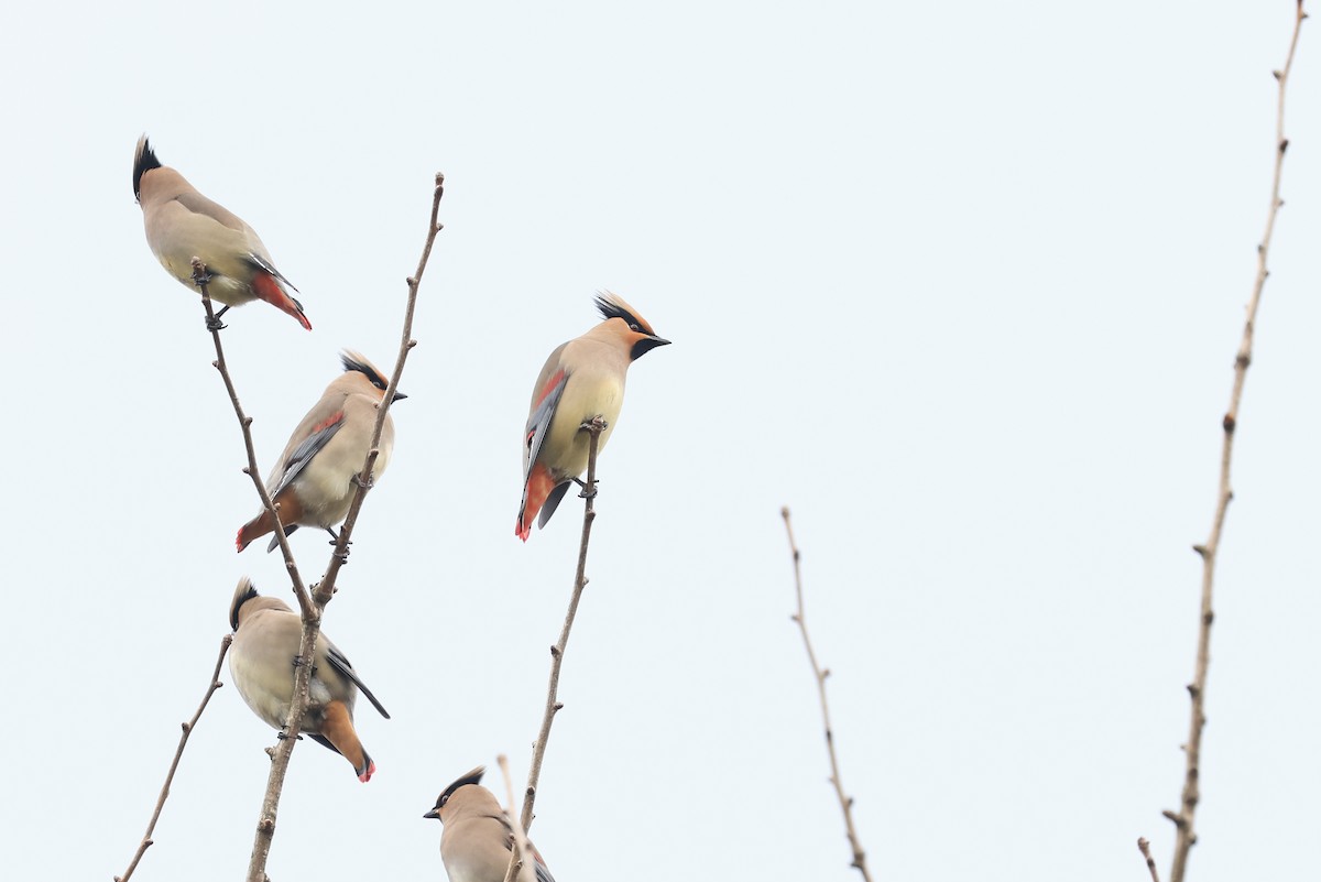 Japanese Waxwing - ML650675284