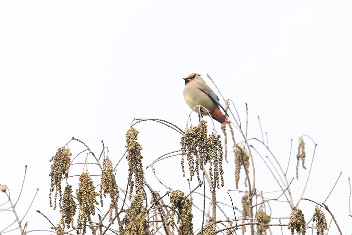 Japanese Waxwing - ML650675285