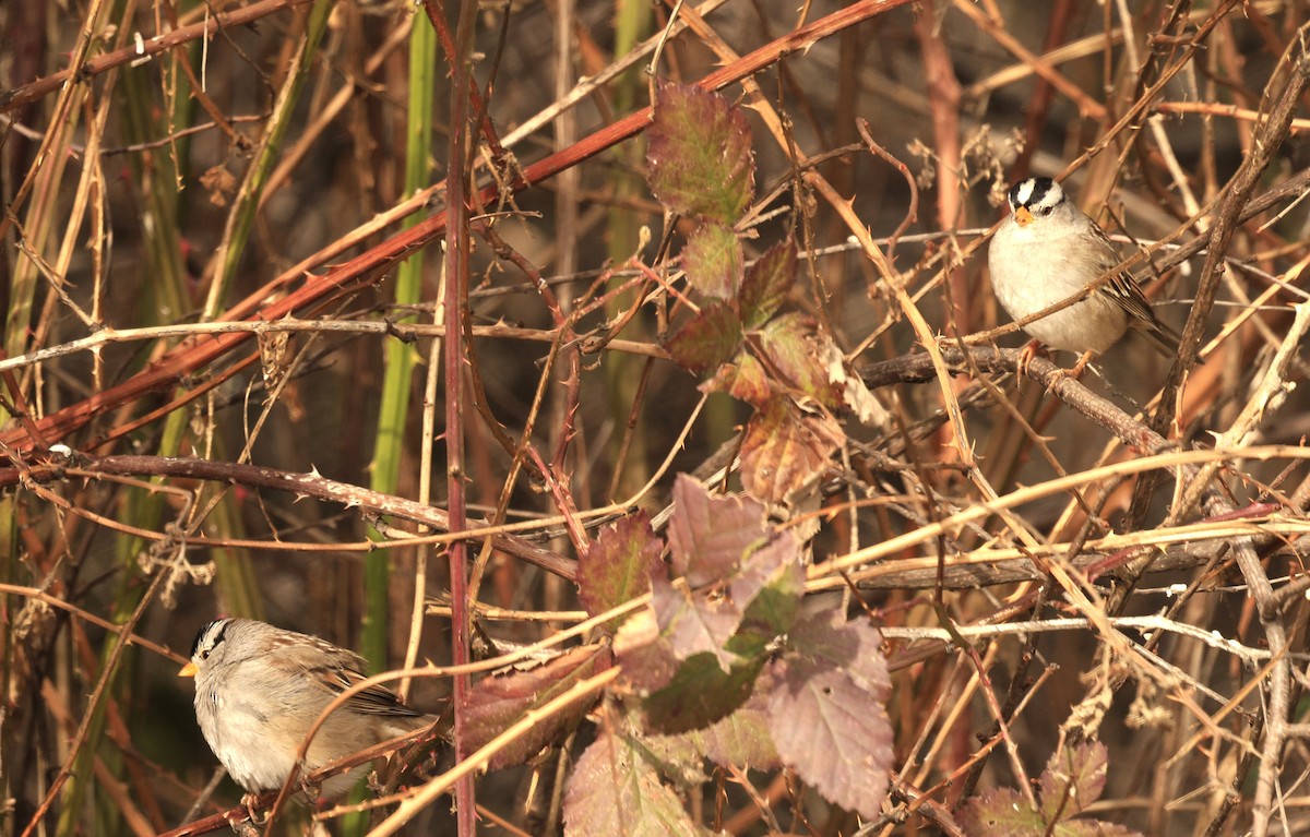 hvitkronespurv - ML650675289