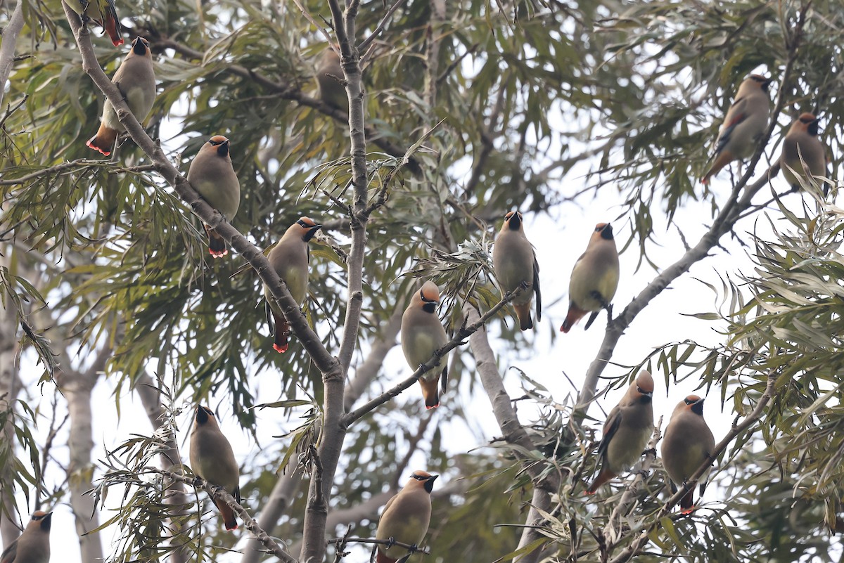 Japanese Waxwing - ML650675303