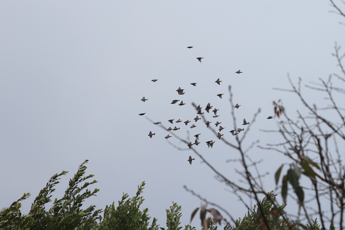 Japanese Waxwing - ML650675309