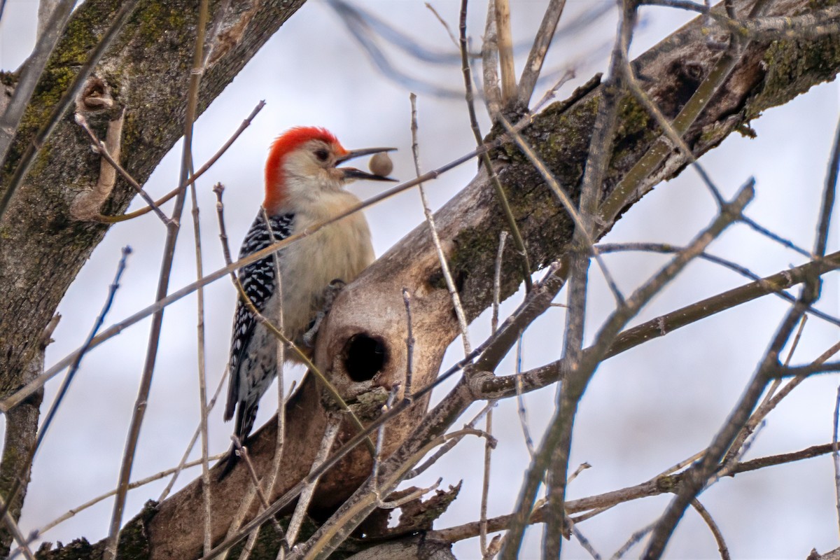 Гіла каролінська - ML650675363