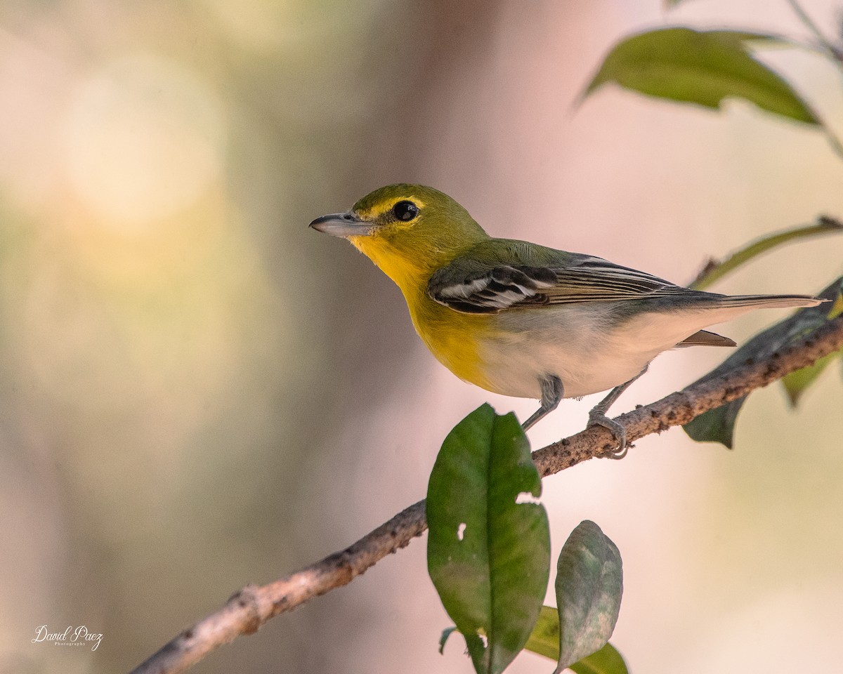 Yellow-throated Vireo - ML650675365