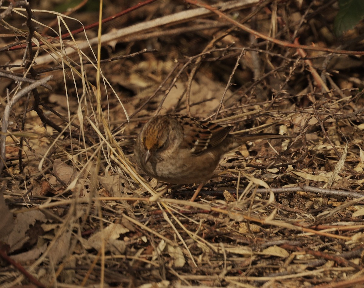 gulkronespurv - ML650675454