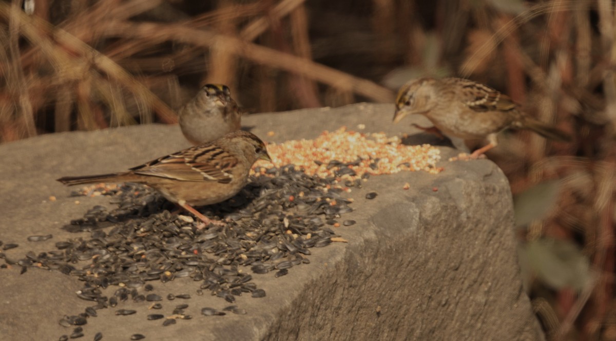 gulkronespurv - ML650675476