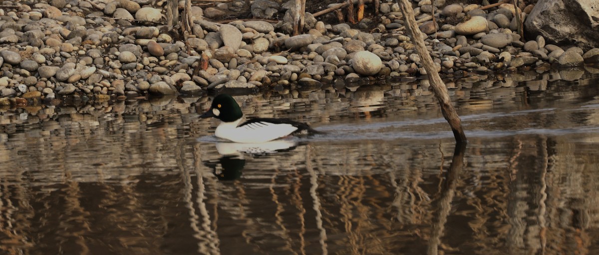 kvinand - ML650675539