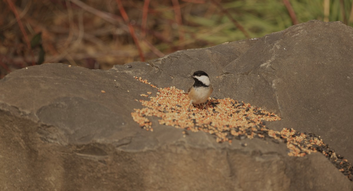 amerikameis - ML650675574