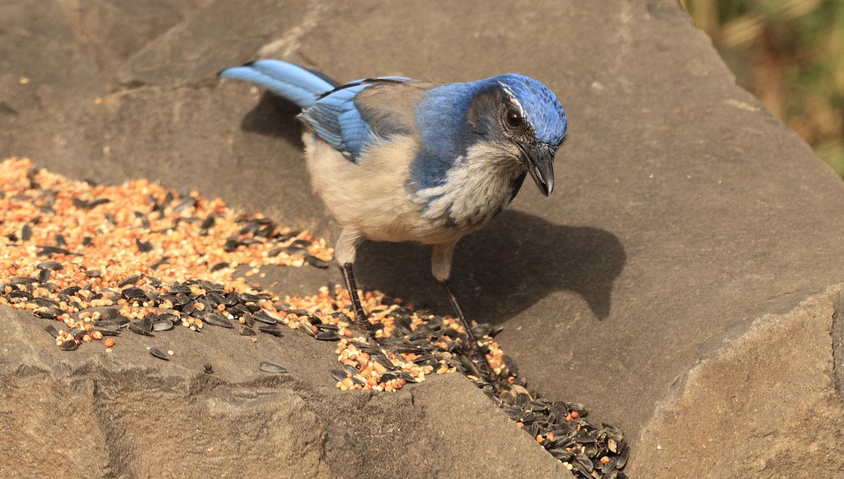 krattskrike - ML650675707