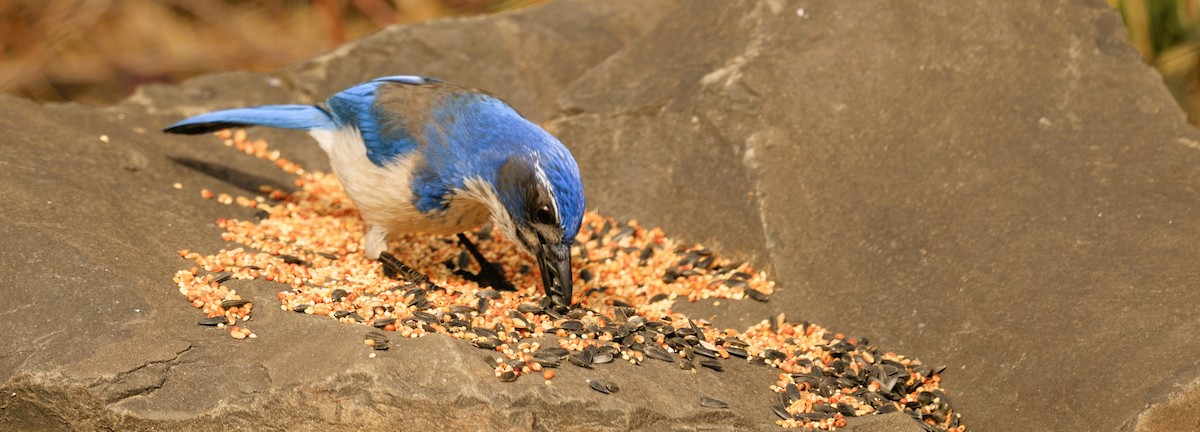 krattskrike - ML650675711