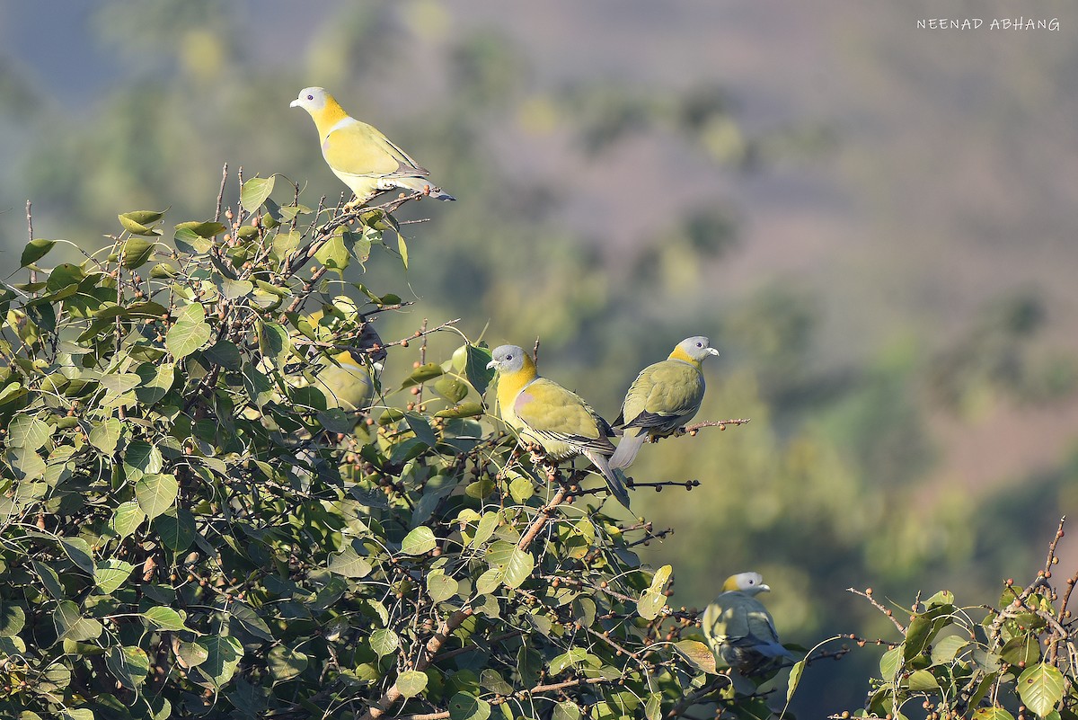 Желтоногий зелёный голубь - ML650675731
