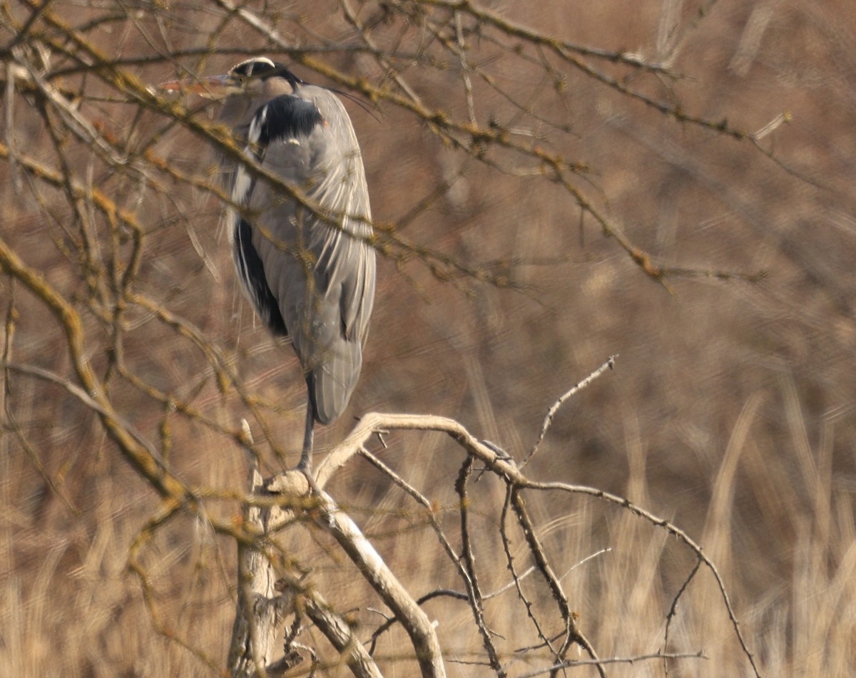 herodiashegre - ML650675858