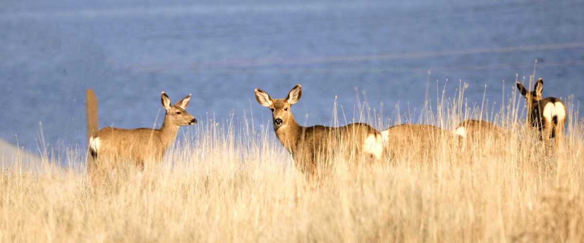 Mule Deer - ML650675890