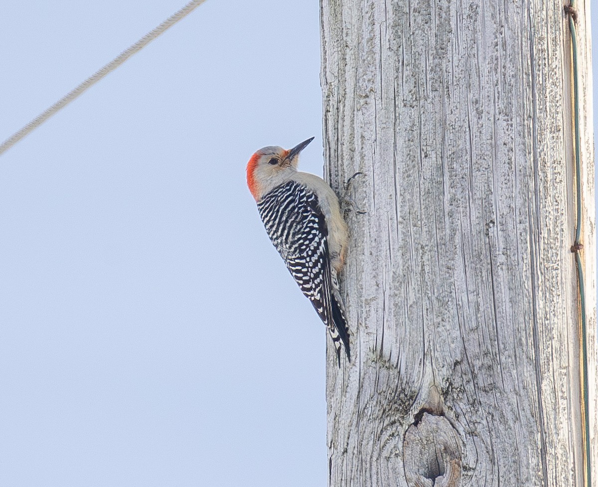 Гіла каролінська - ML650676006