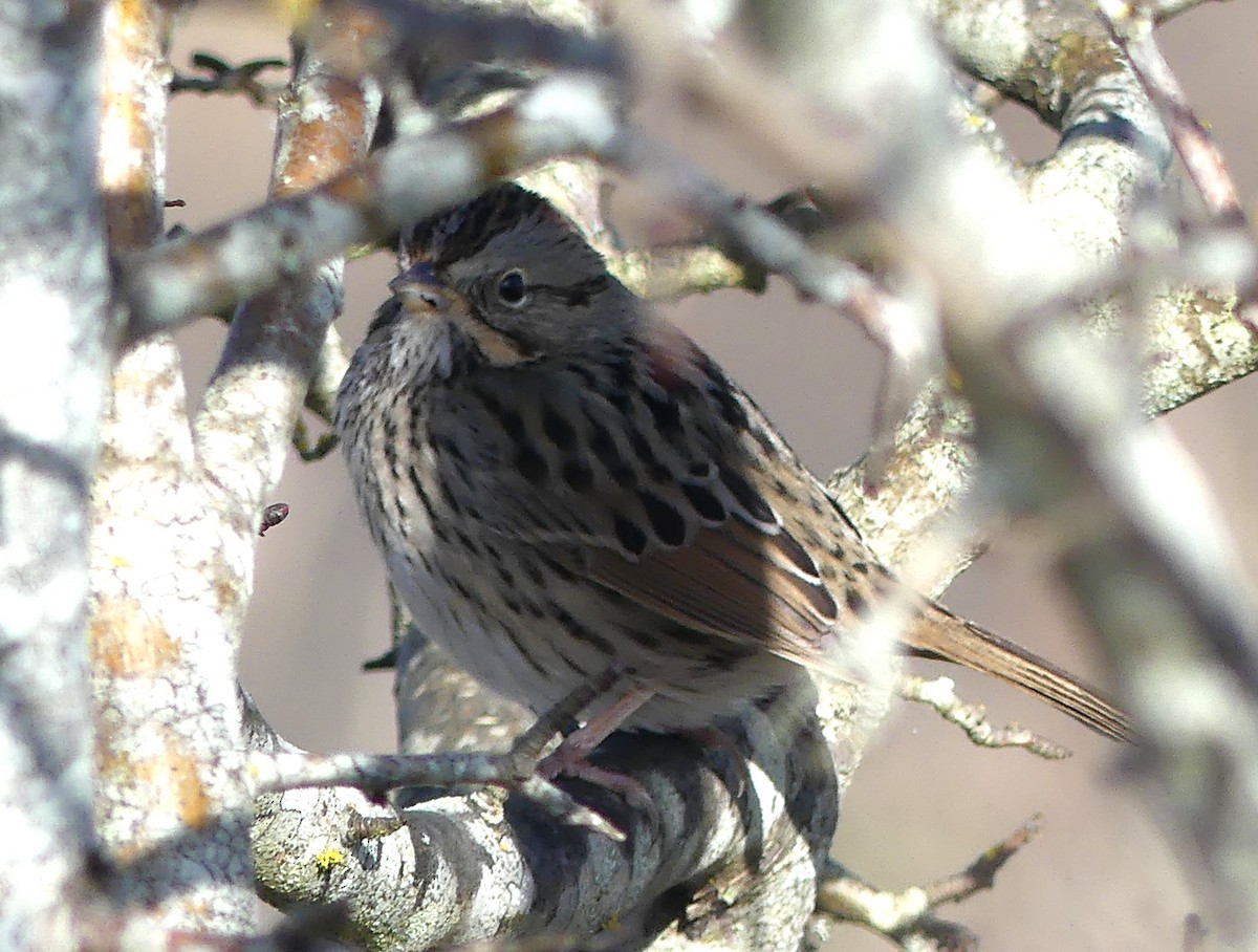 Lincoln's Sparrow - ML650676101