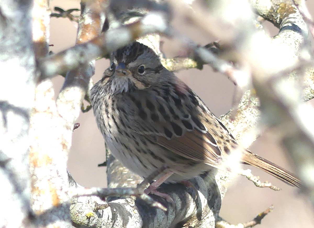 Lincoln's Sparrow - ML650676102