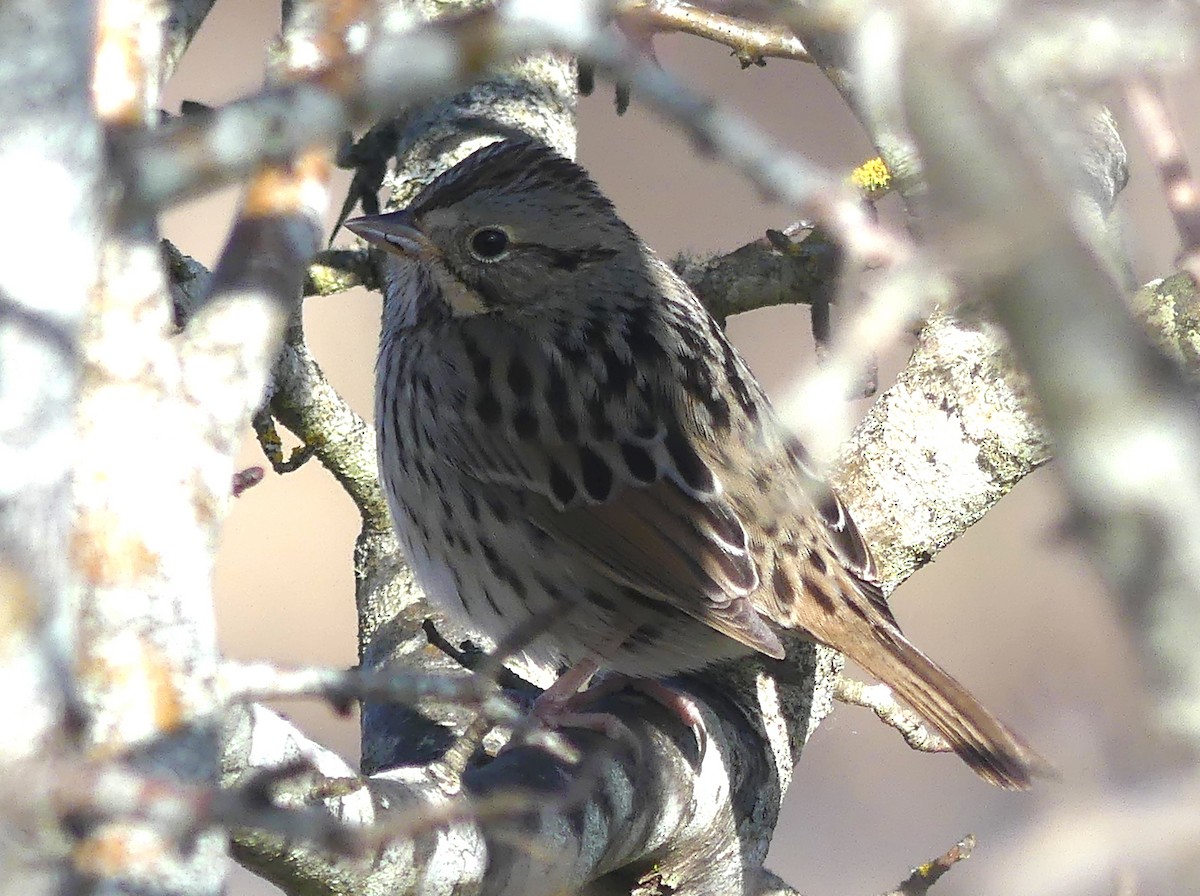 Lincoln's Sparrow - ML650676103