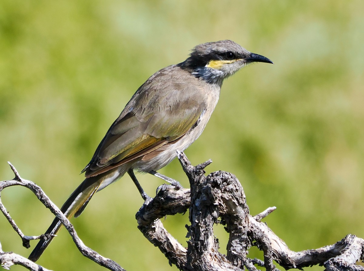 Méliphage chanteur - ML650676133