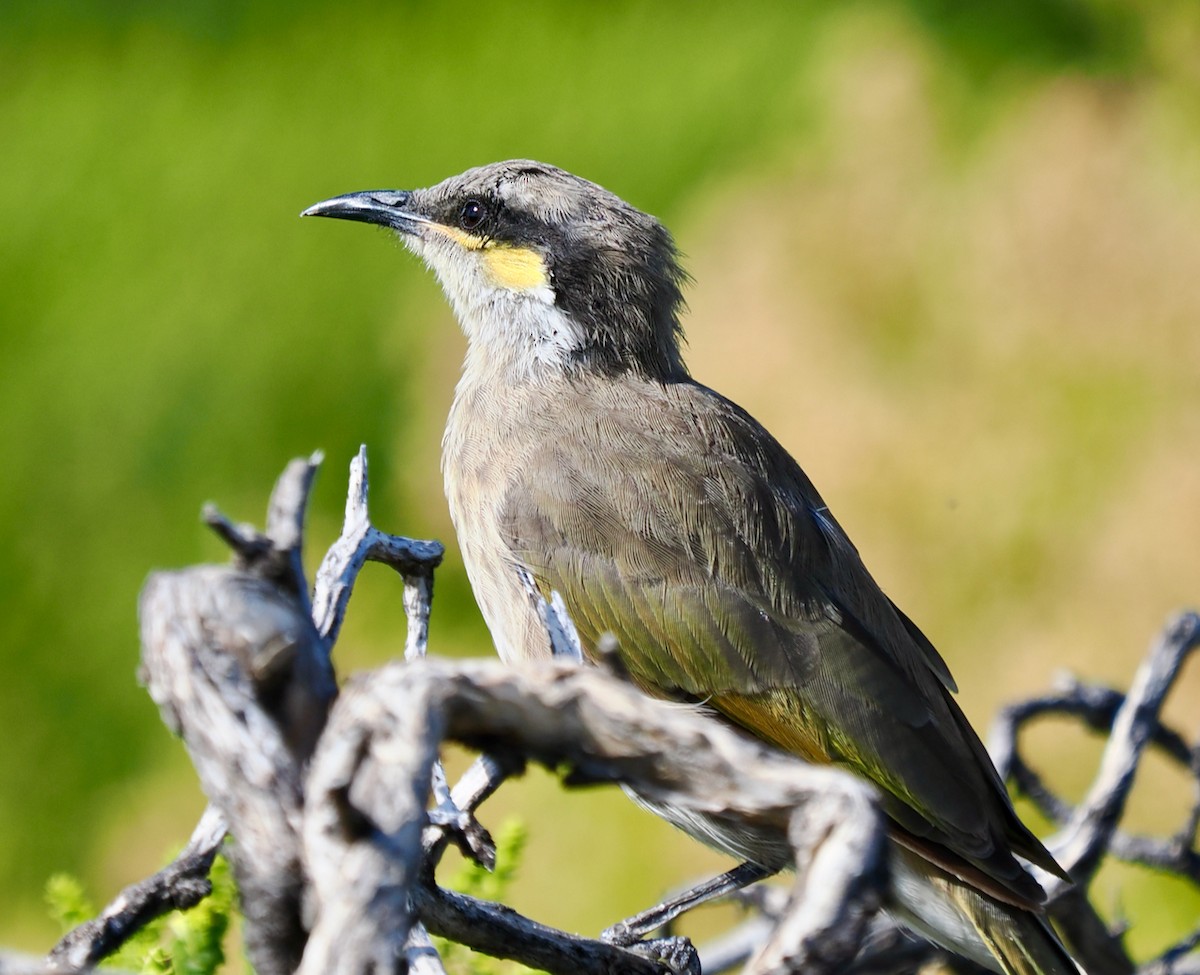 Méliphage chanteur - ML650676134