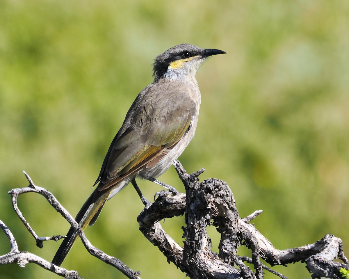 Méliphage chanteur - ML650676136