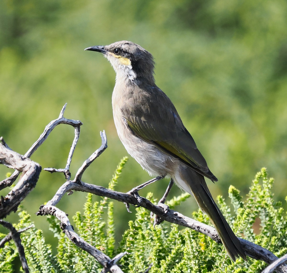 Méliphage chanteur - ML650676137