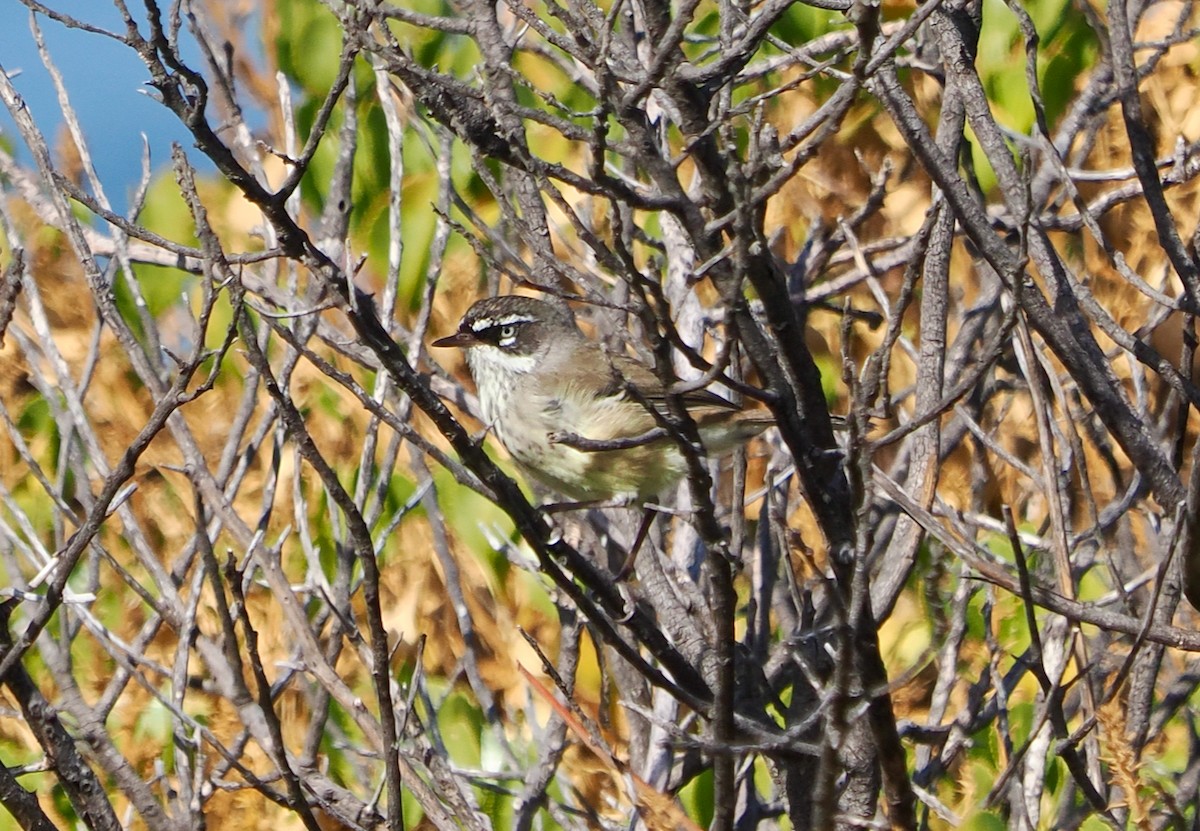 Séricorne maculé - ML650676145