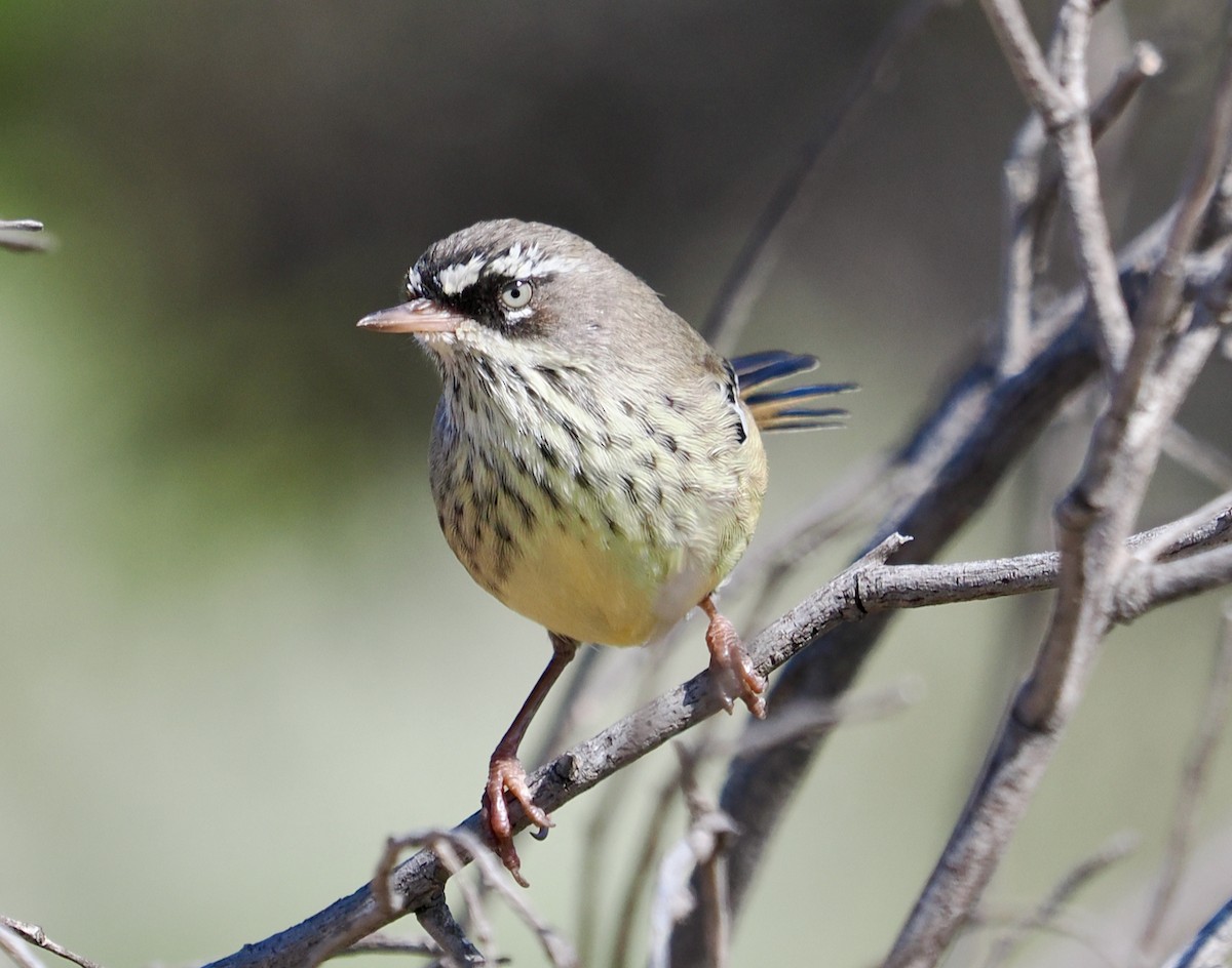 Séricorne maculé - ML650676146