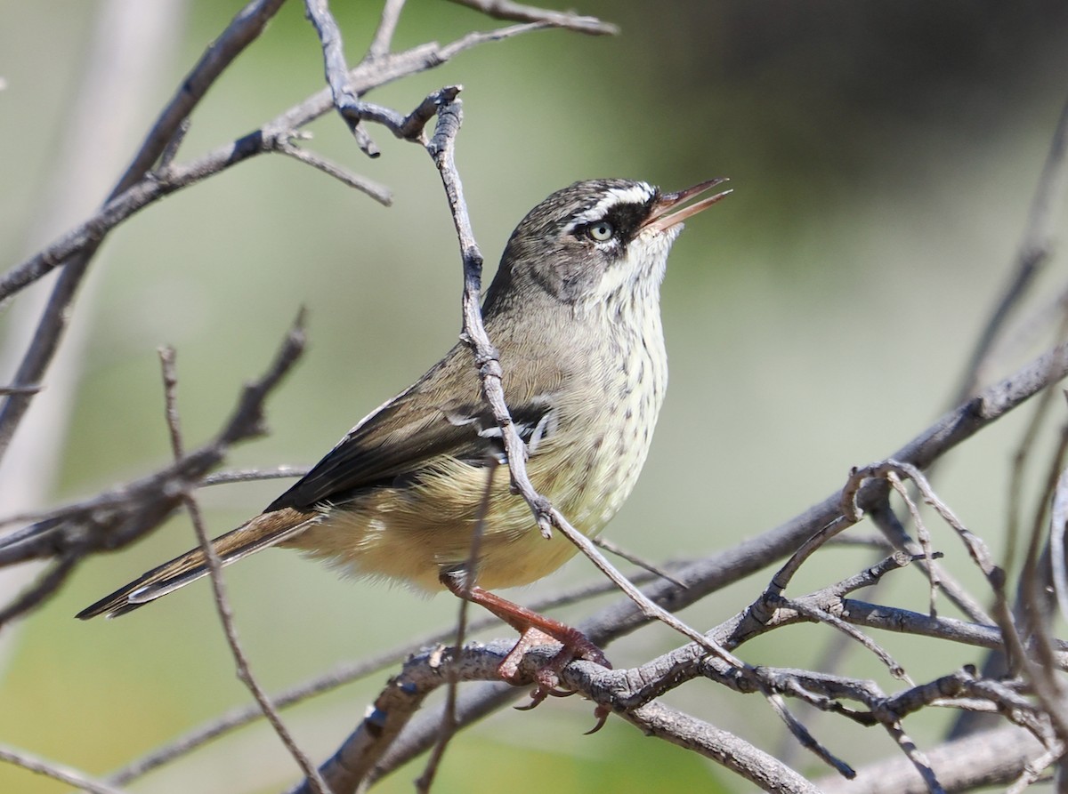 Séricorne maculé - ML650676147