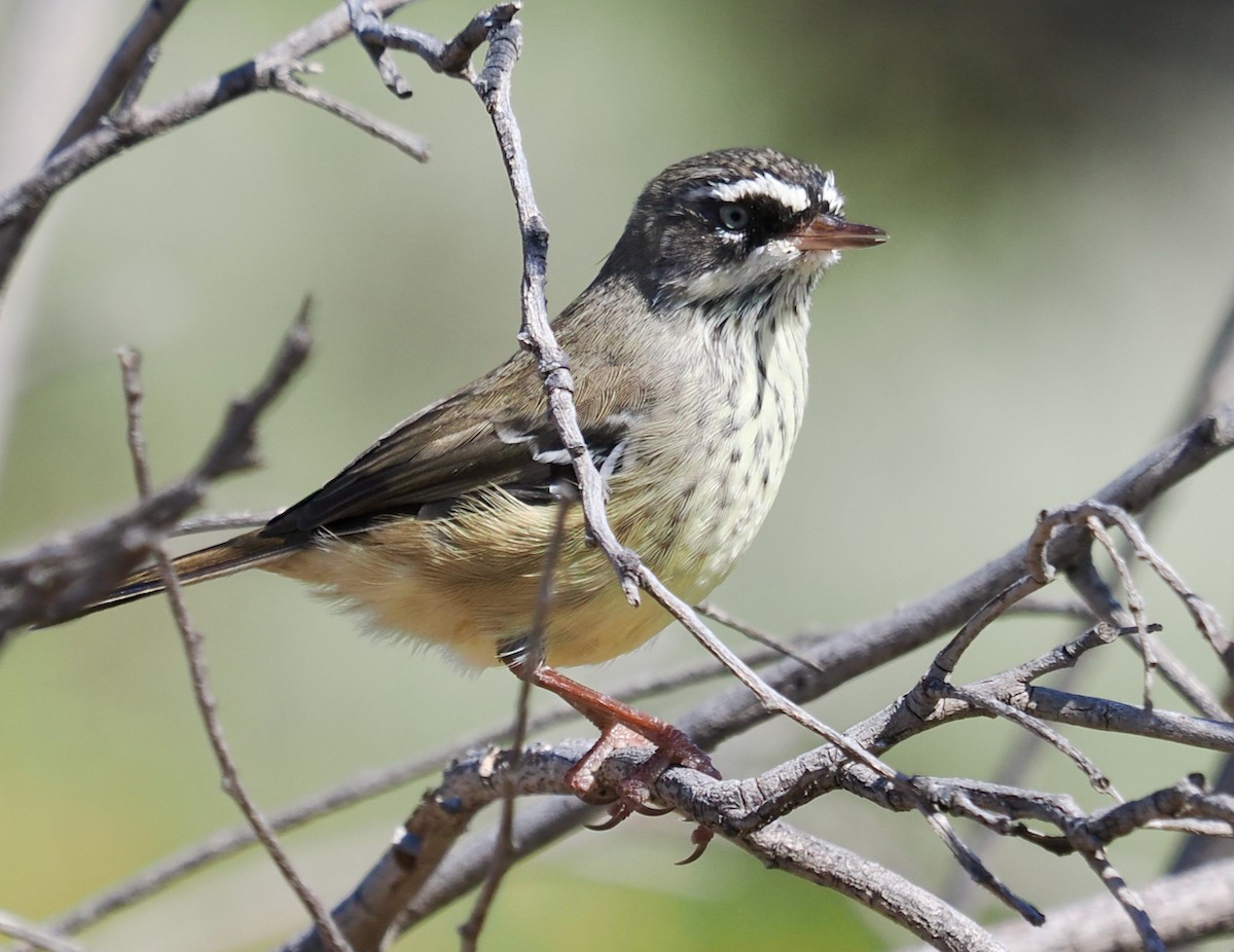 Séricorne maculé - ML650676148