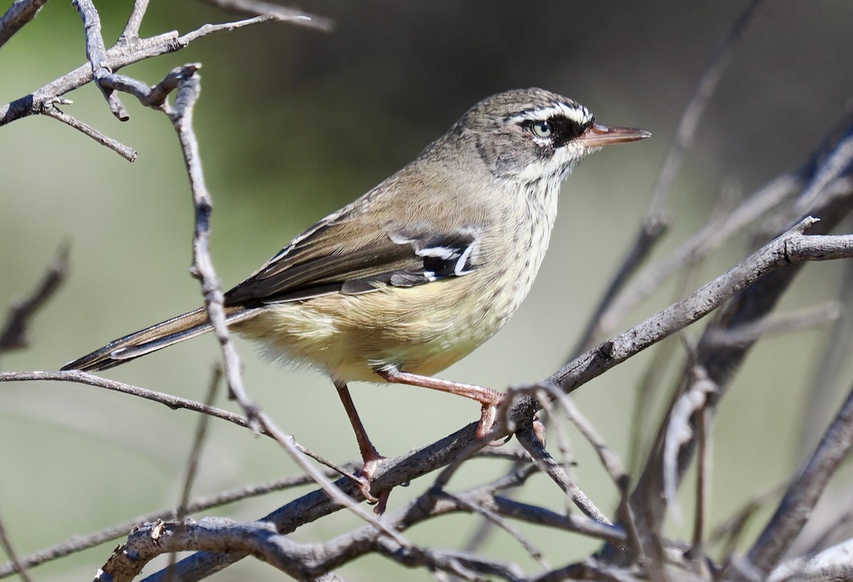 Séricorne maculé - ML650676149