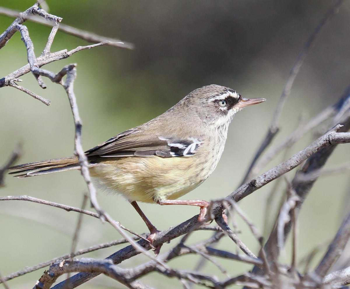 Séricorne maculé - ML650676150