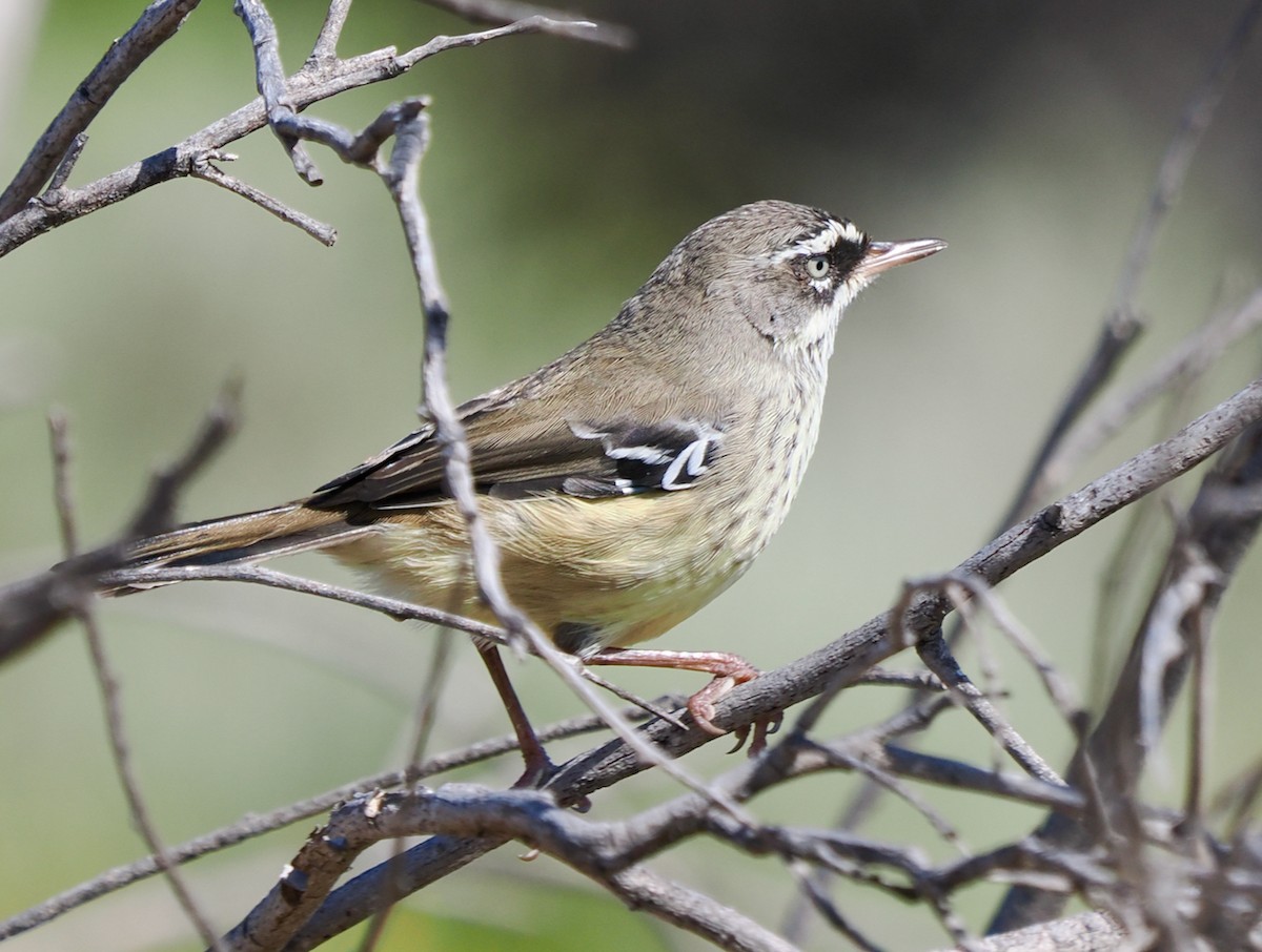 Séricorne maculé - ML650676151
