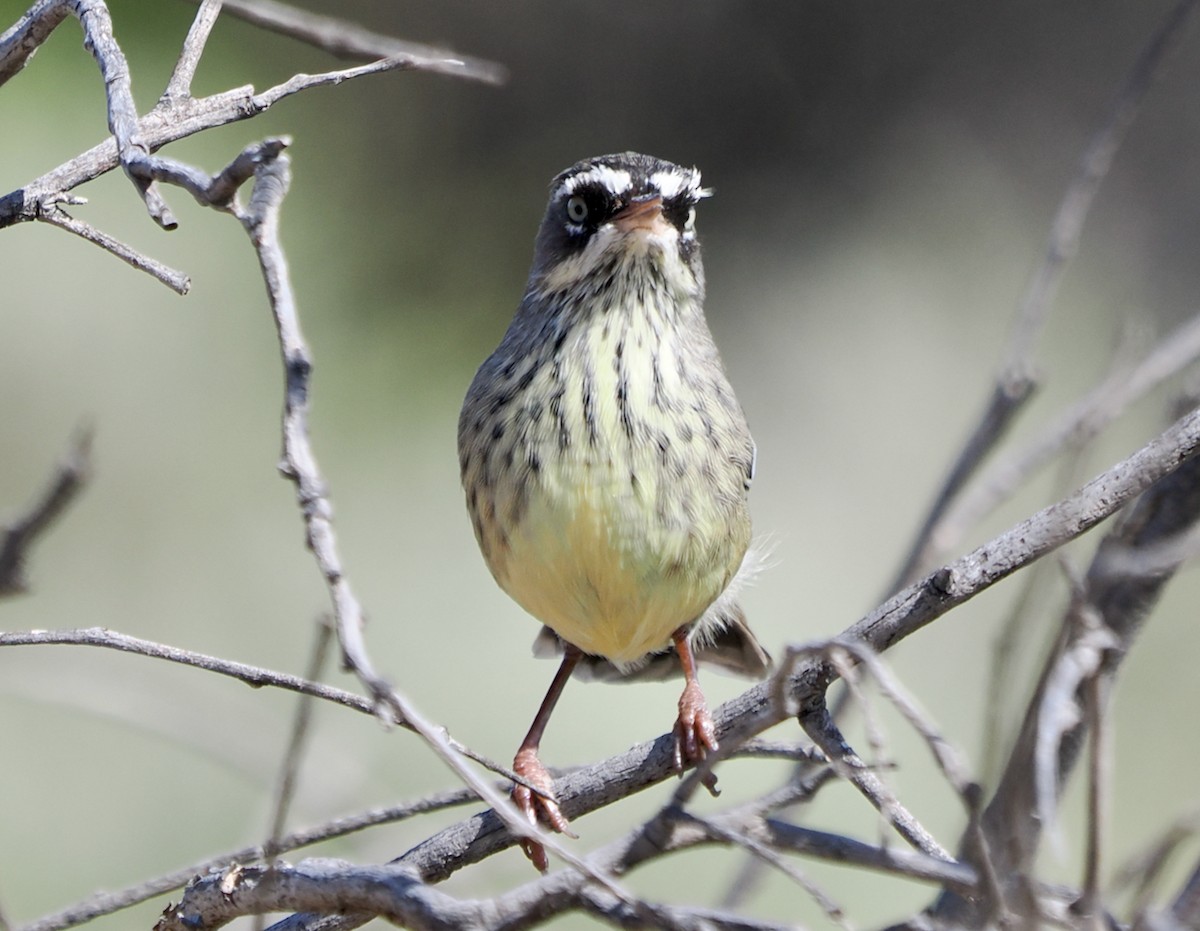 Séricorne maculé - ML650676152