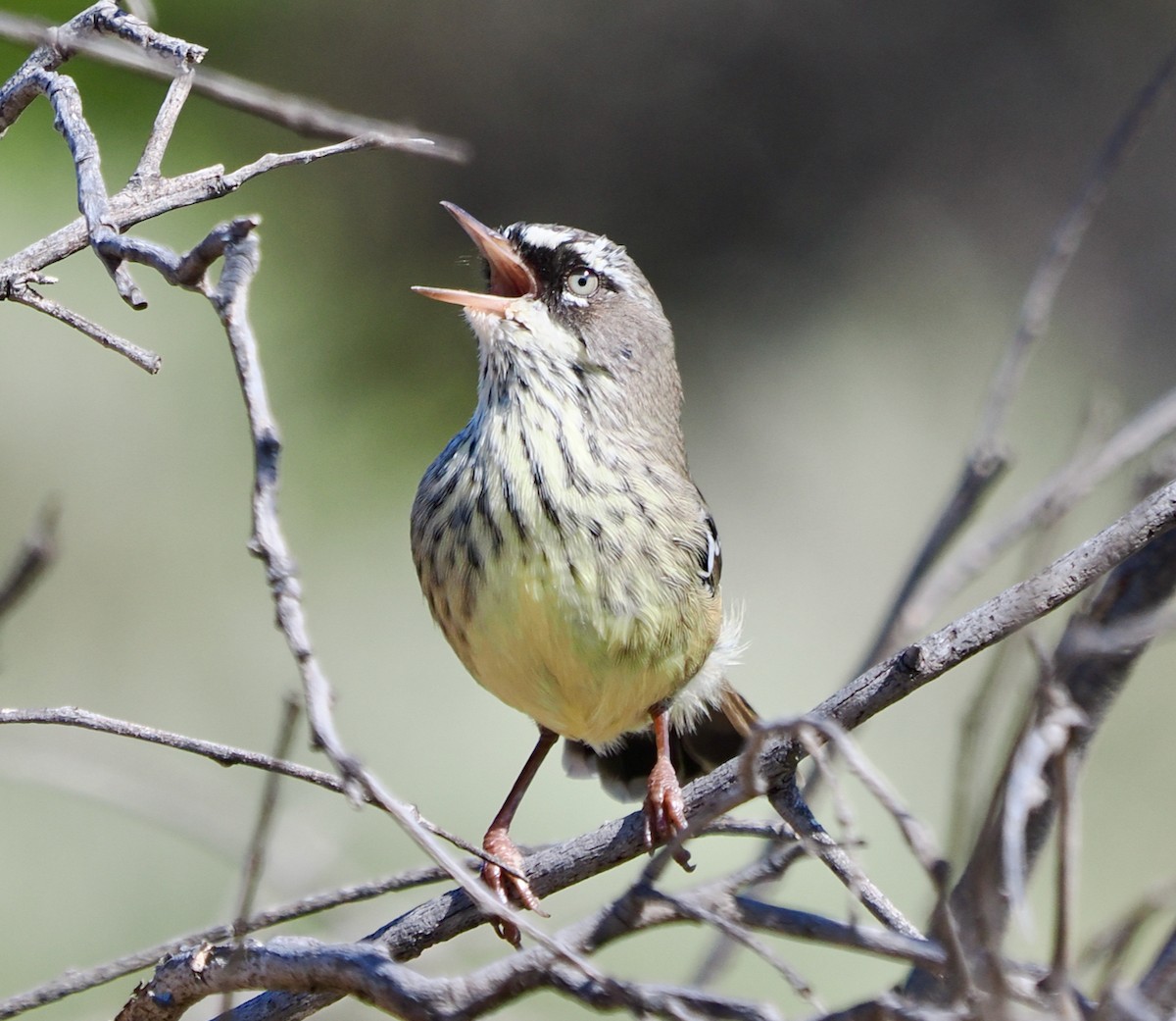 Séricorne maculé - ML650676153