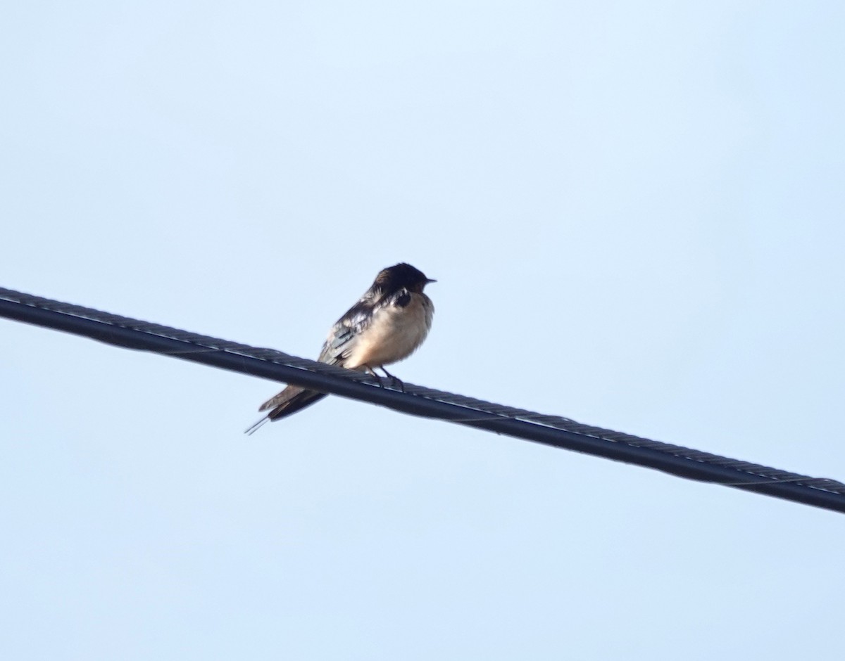 Golondrina Común - ML650676172