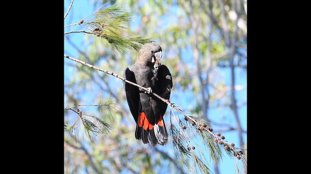 Glossy Black-Cockatoo - ML650676334